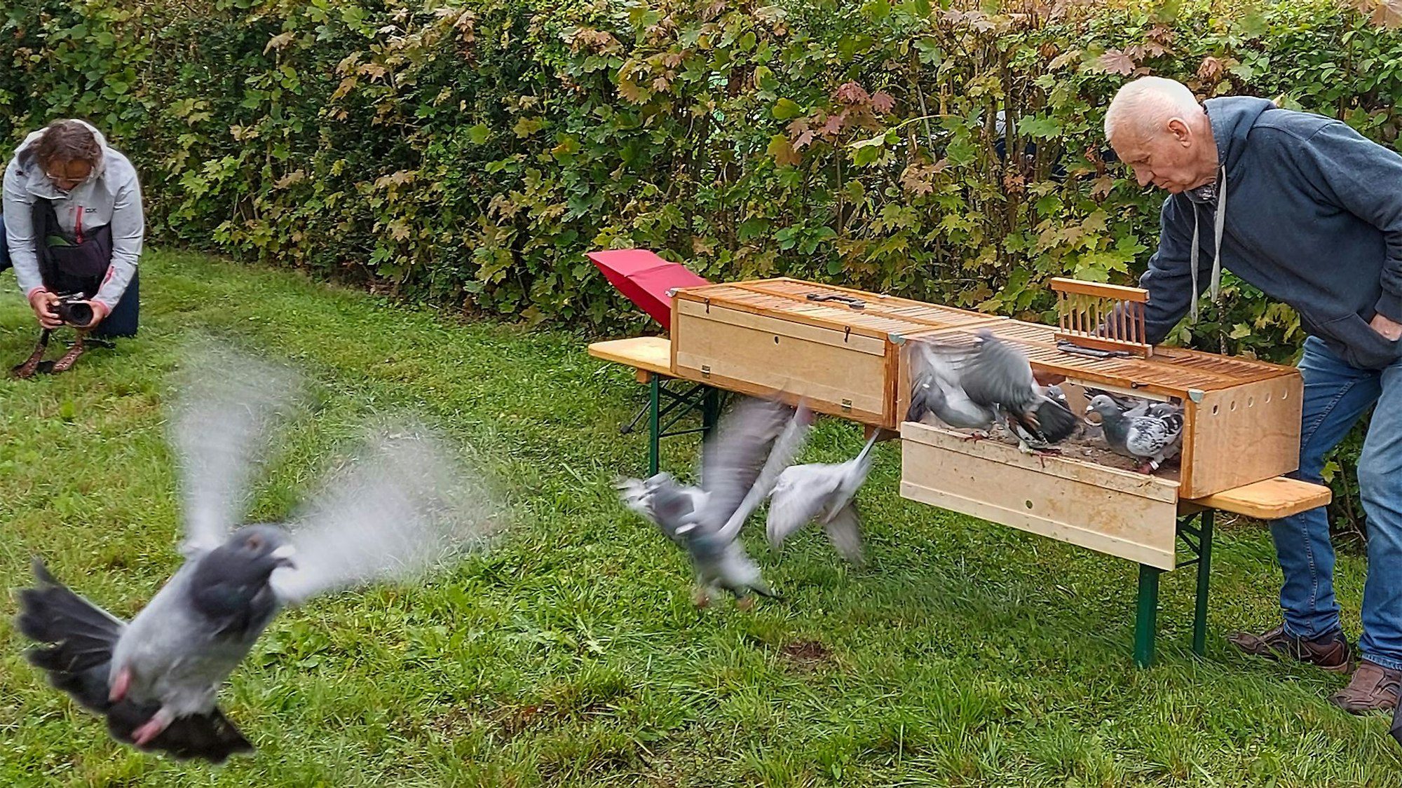 Joachim Bergholz lässt Tauben aus einem Transportbehälter aufsteigen.