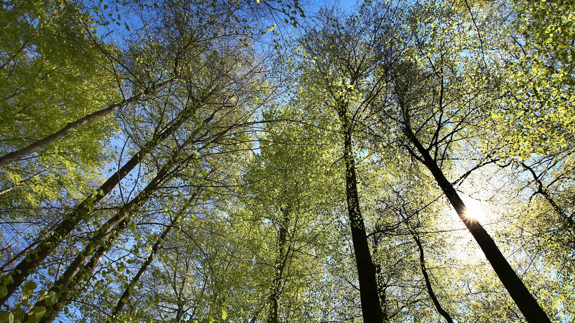 Der Zustand des Waldes in Nordrhein-Westfalen hat sich auch nach zwei regenreichen Jahren nicht wesentlich verbessert.