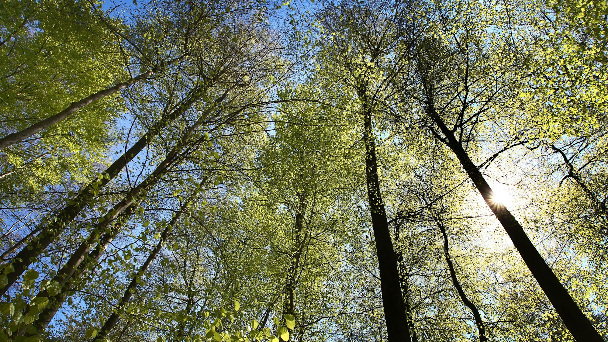Sonnenlicht glitzert in einem Buchenwald (Symbolbild).