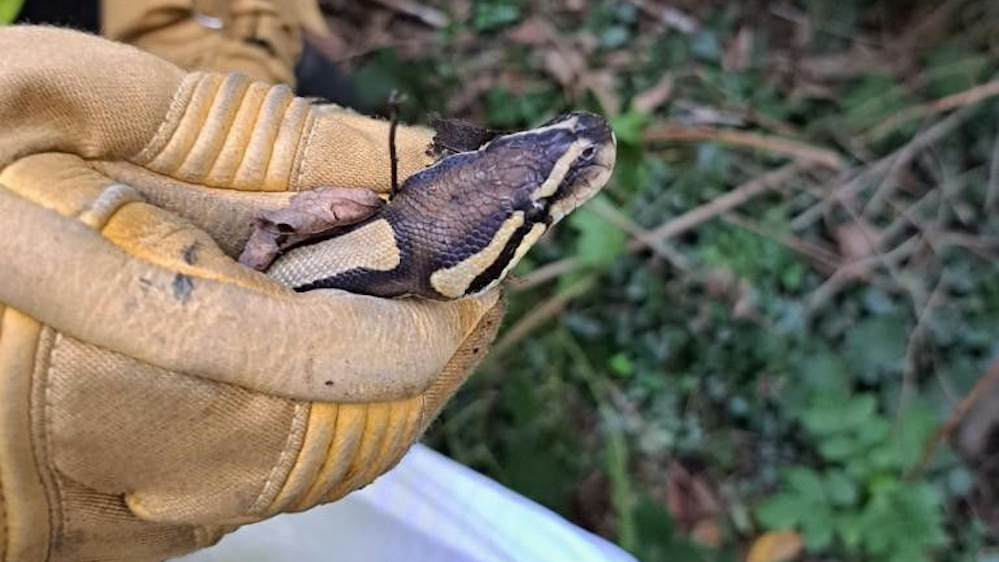 Ein Feuerwehrmann hält den Kopf der Königspython in seiner Hand fest. Er trägt einen dicken Handschuh.