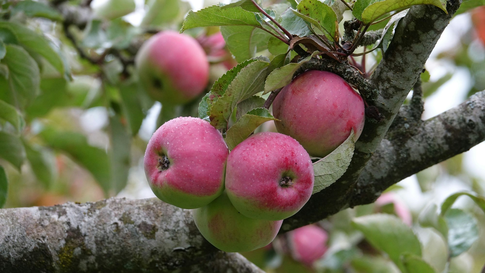 Rotwangige Äpfel an einem Ast