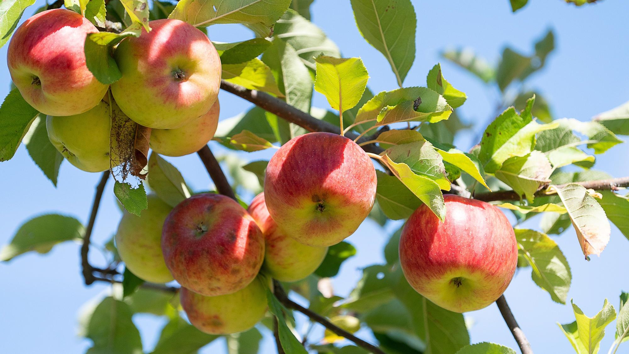Äpfel hängen an einem Apfelbaum auf einer Streuobstwiese