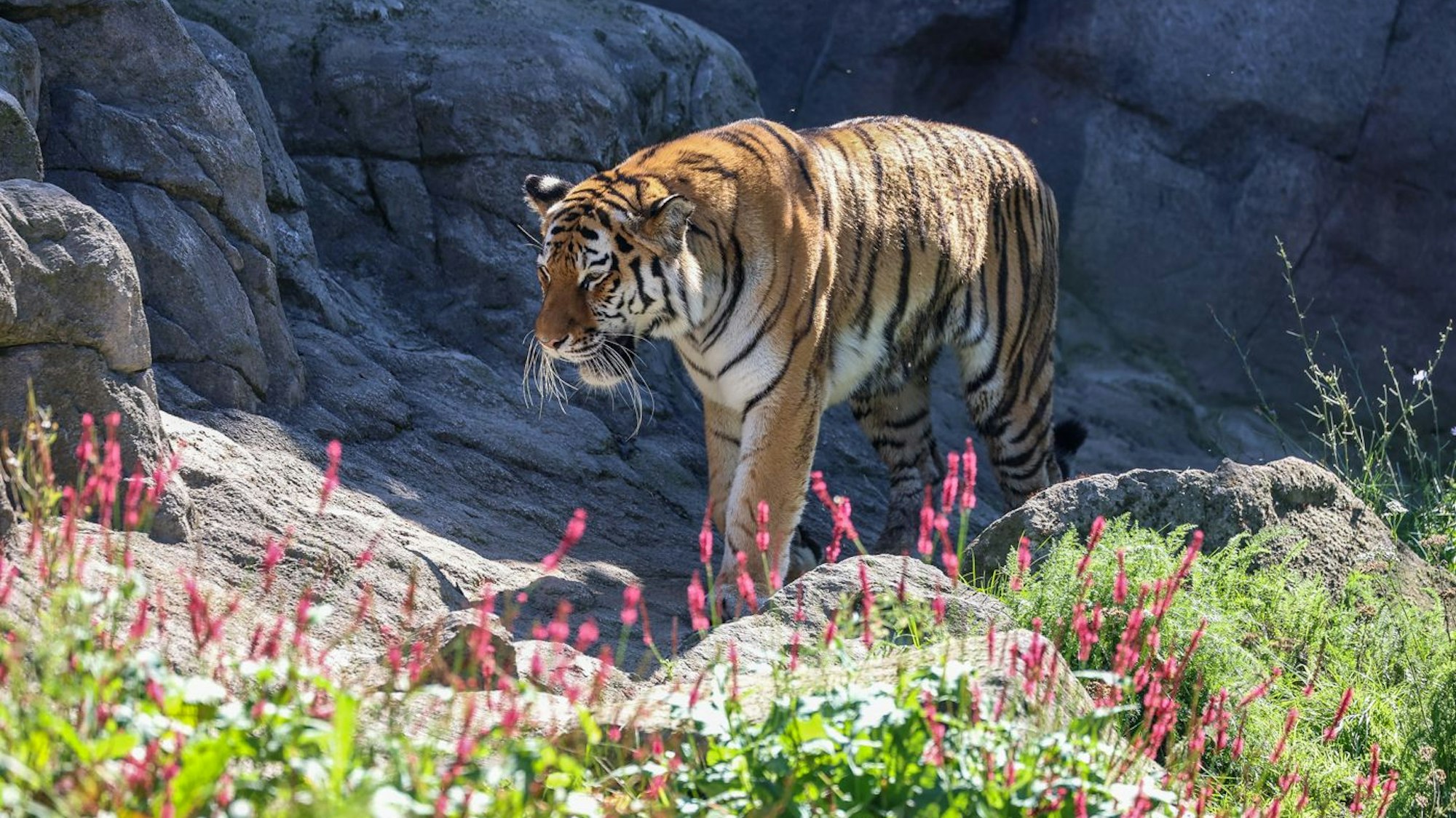Ein Tigerweibchen durchstreift ihr Gehege im Kölner Zoo. (Symbolbild)