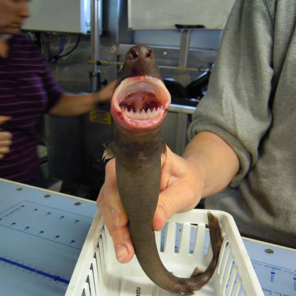 Ein „Cookie Cutter Shark“, der im Golf von Mexico von einem Forschungsschiff gefangen wurde.