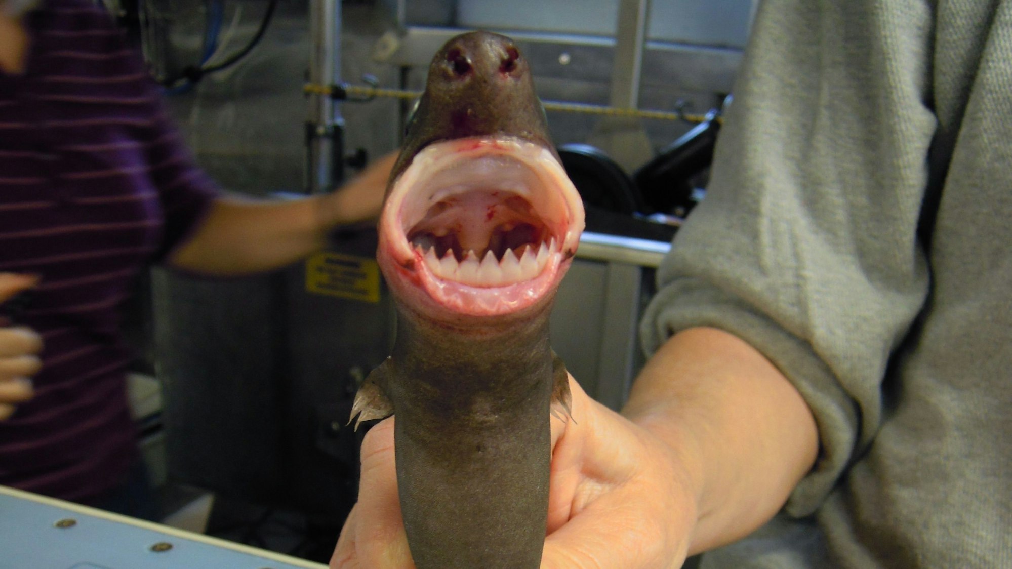 Ein „Cookie Cutter Shark“, der im Golf von Mexico von einem Forschungsschiff gefangen wurde.