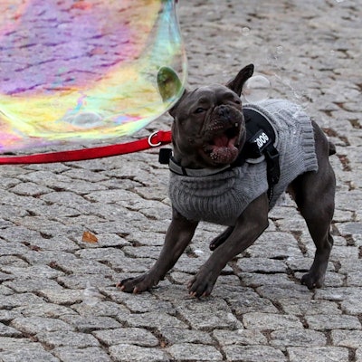 Ein Hund spielt mit Seifenblasen.