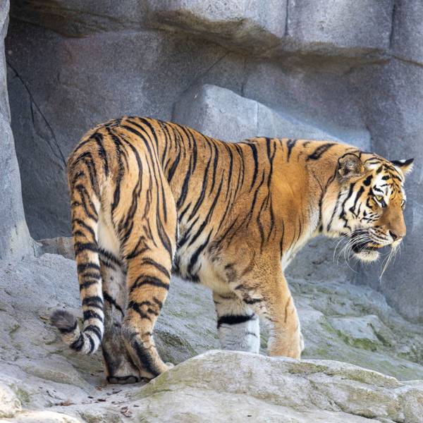 Ein Tiger steht auf einem Felsen.