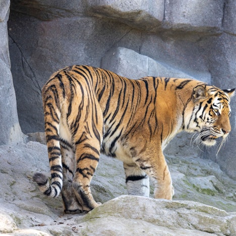 Ein Tiger steht auf einem Felsen.