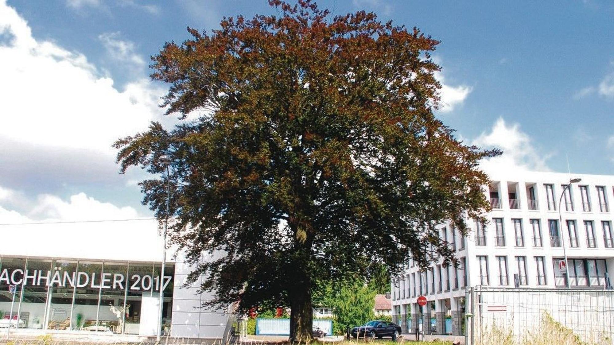 Das Foto zeigt die Blutbuche in ihrer vollen Pracht.