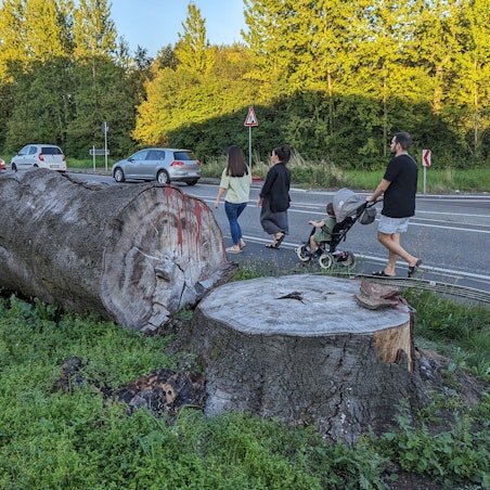 Ein massiver Baumstamm liegt am Straßenrand neben einem Baumstumpf.
