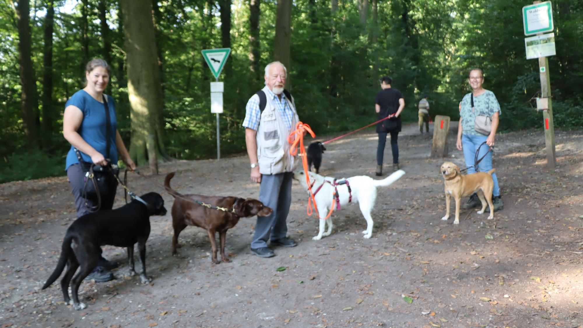 Eine Gruppe von Spaziergängern führen Hunde an der Leine durch den Wald.