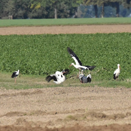 Störche stehen auf einem Feld.