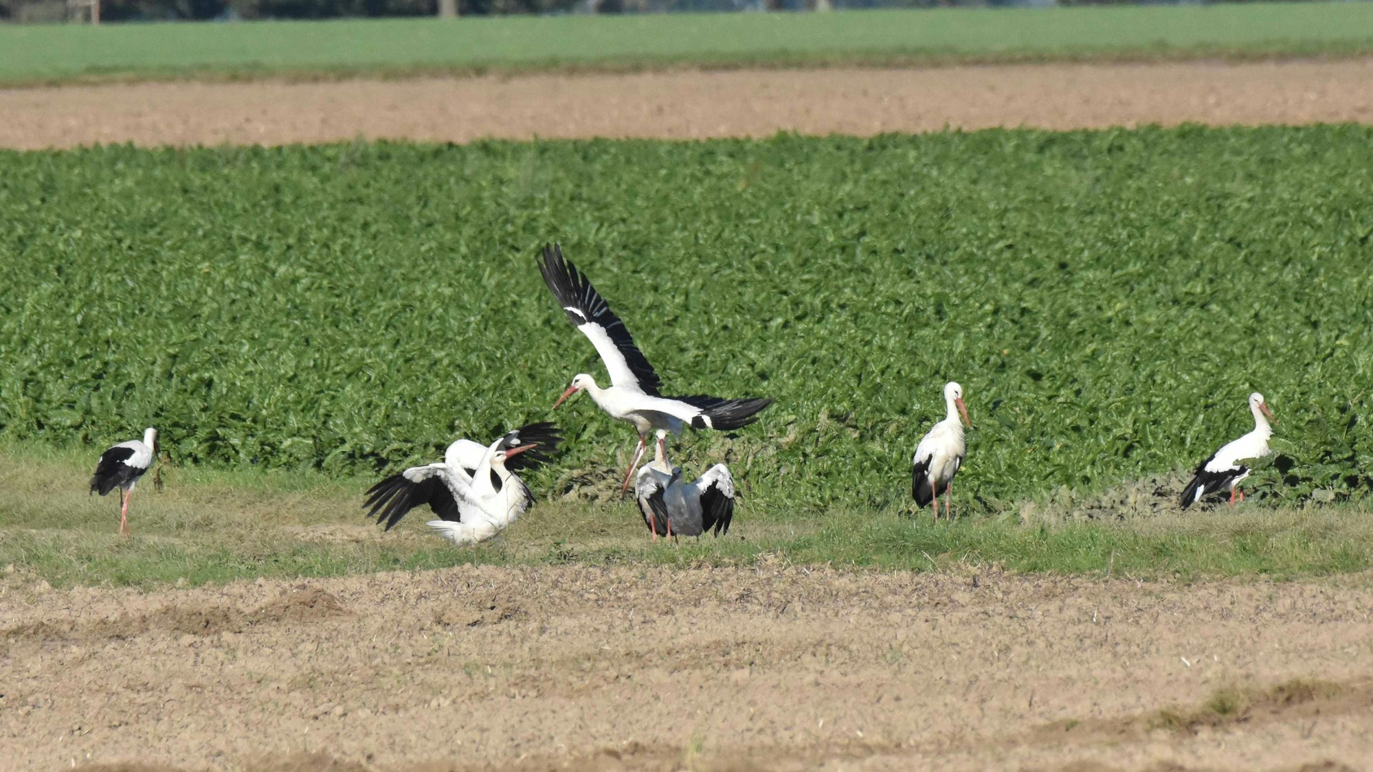 Störche stehen auf einem Feld.