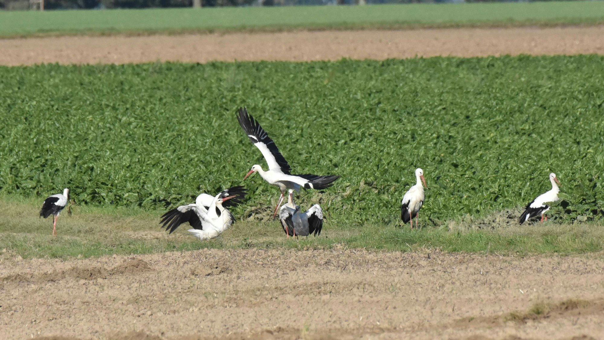 Störche stehen auf einem Feld.