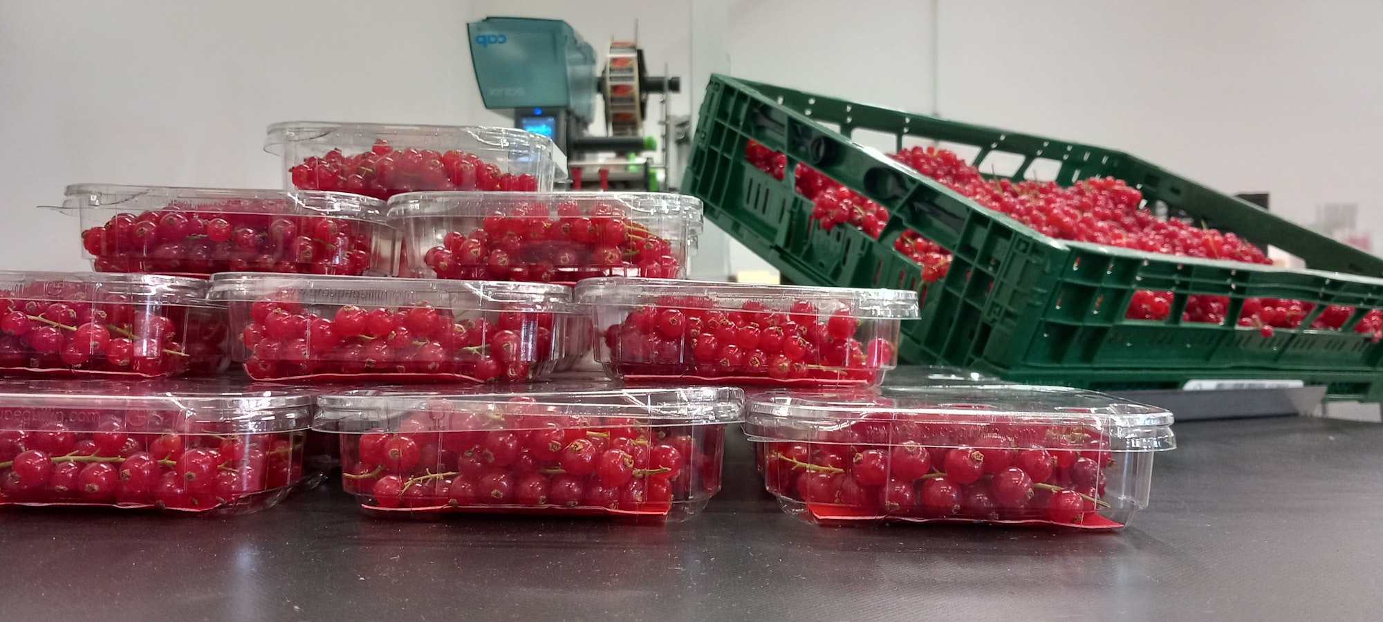 Mit Johannisbeeren als Luxusprodukt hat der Obsthof Cremerius in Meckenheim seine Nische gefunden