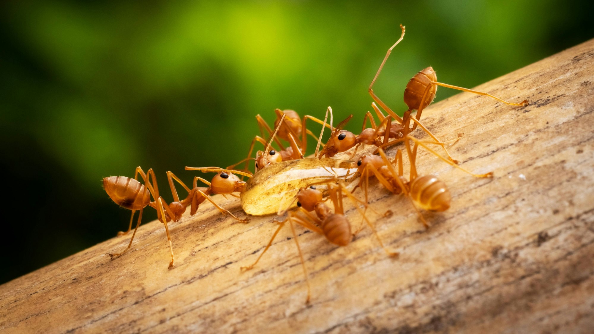 Forschende haben die Rote Feuerameise erstmals in Europa nachgewissen. Sie gilt als eine der „schlimmsten invasiven Arten“ – und kann auch für Menschen gefährlich werden. (Archivbild)