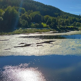 Auf dem Kronenburger See sind derzeit große, grüne Algenteppiche zu sehen.