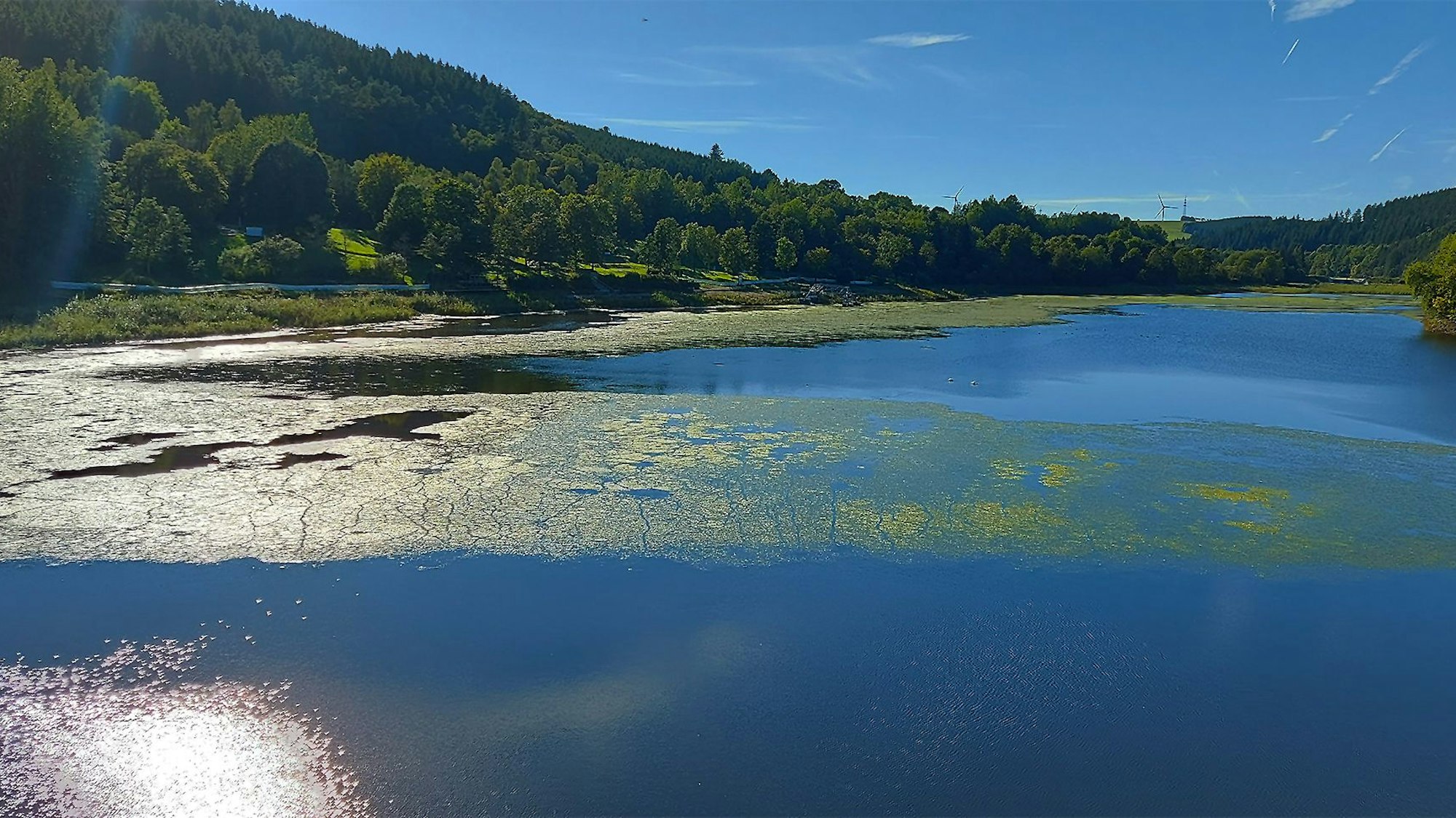 Auf dem Kronenburger See sind derzeit große, grüne Algenteppiche zu sehen.