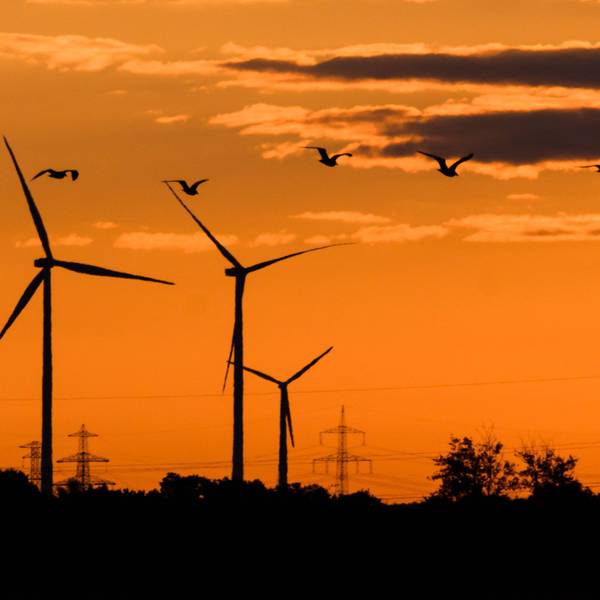 Vögel fliegen bei Sonnenaufgang vor Windkraftanlagen und einer Hochspannungsleitung.
