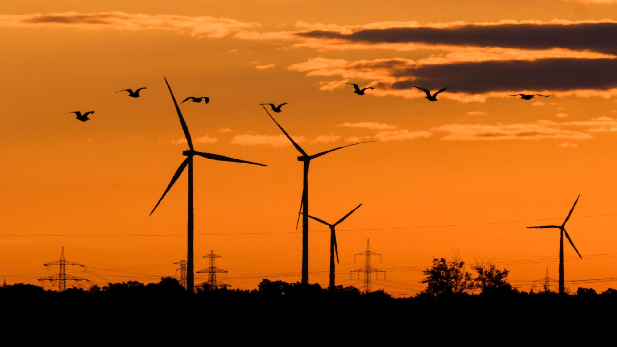 Vögel fliegen bei Sonnenaufgang vor Windkraftanlagen.