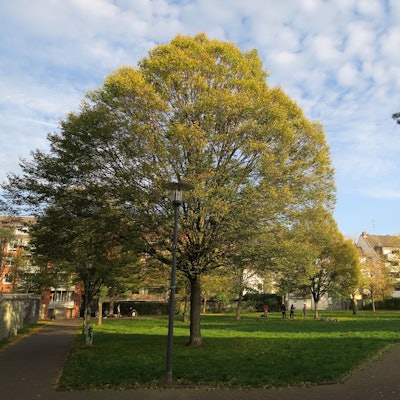 Grünflächen in Kalk: Der ruhige Teil des Breuerparks.