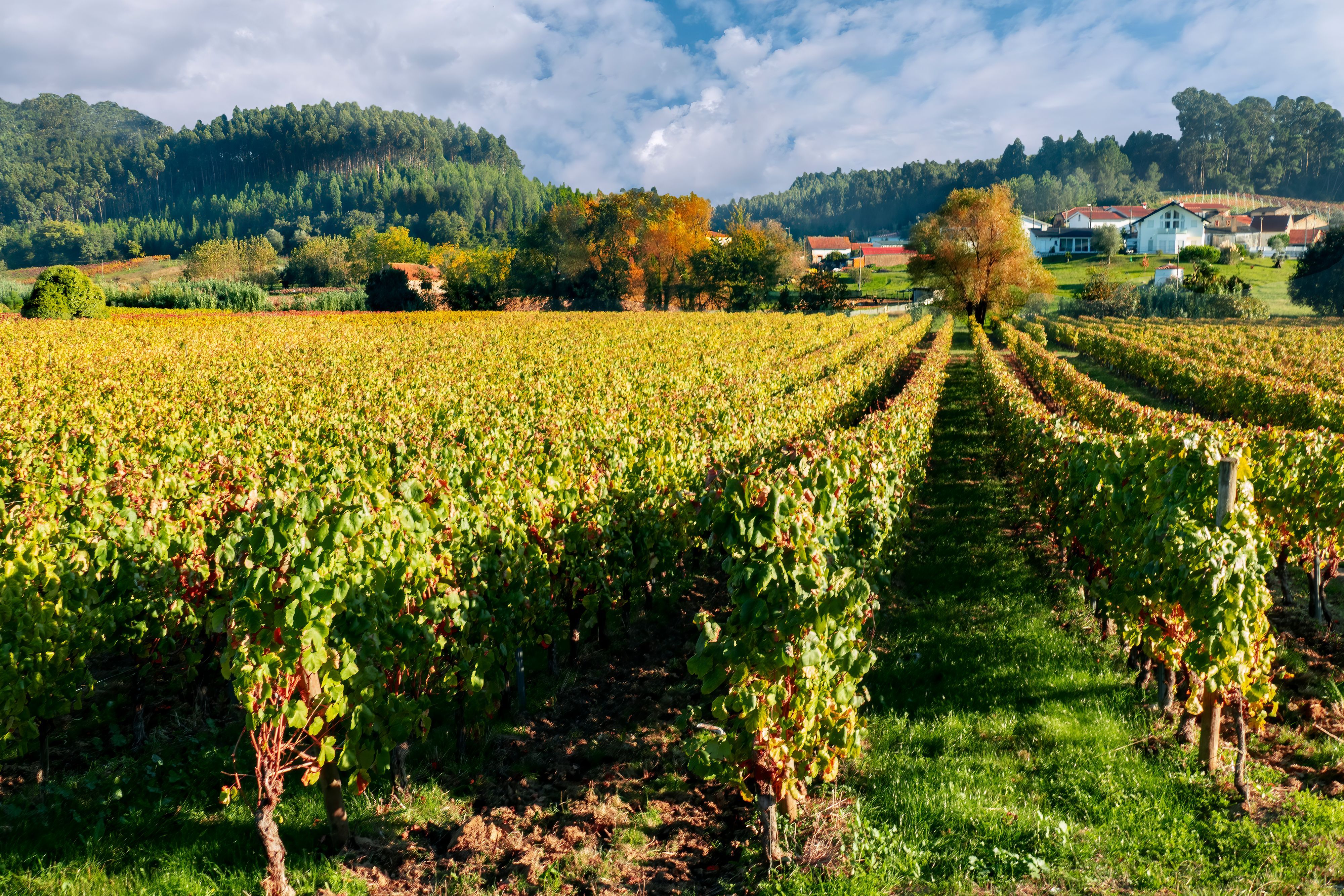 Weinberge in der portugiesischen Weinregion Bairrada. Nachdem Tanks einer Brennerei geborsten sind, haben sich mehr als zwei Millionne Liter Rotwein über die Straßen des Dorfs São Lourenço do Bairro ergossen. (Symbolbild)