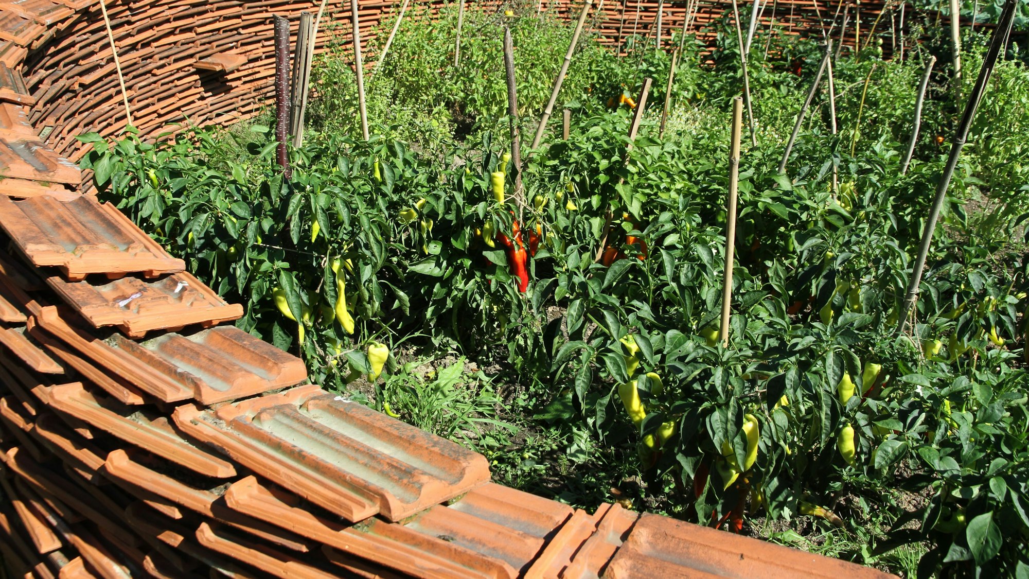 Ein Halbkreis aus Dachpfannen umschließt Paprikapflanzen und spendet zusätzliche Wärme