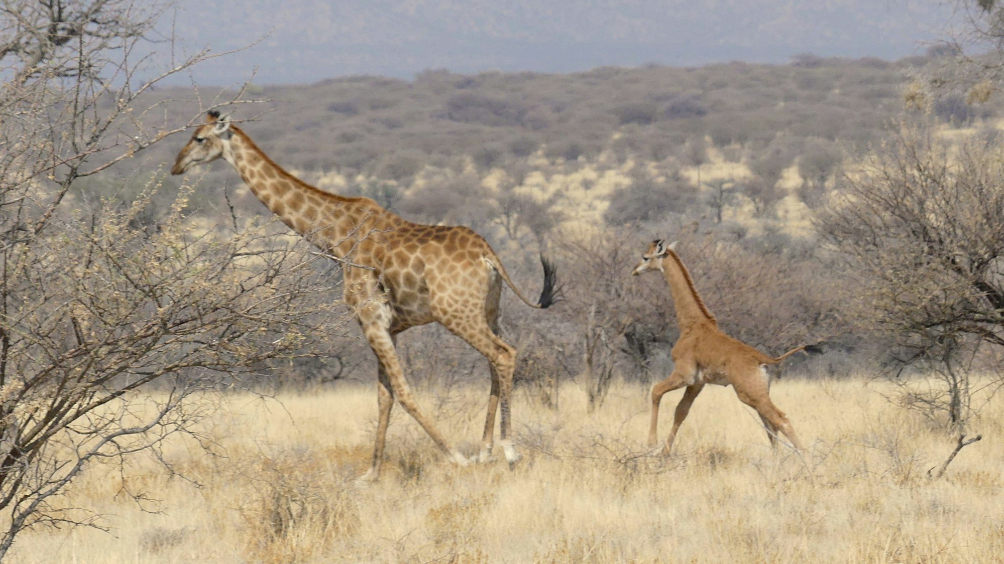 Das fleckenlose Giraffenbaby (r.) läuft in einem Naturreservat am Mount Etjo in Namibia hinter seiner Mutter her.