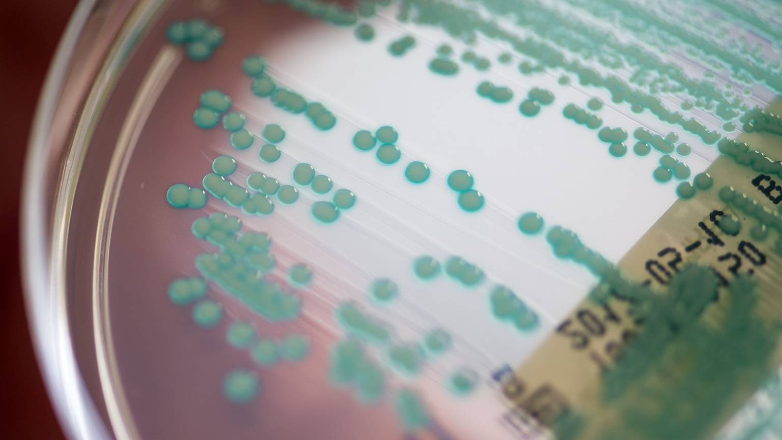 Eine Petrischale mit MRSA-Keimen