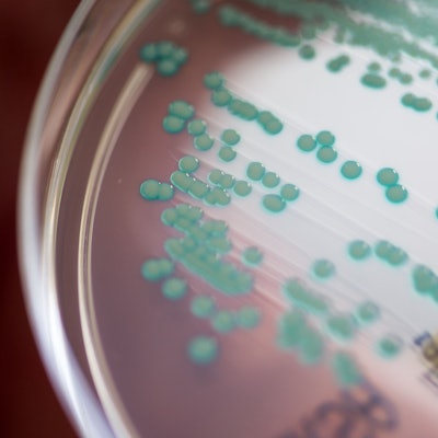 Eine Petrischale mit MRSA-Keimen