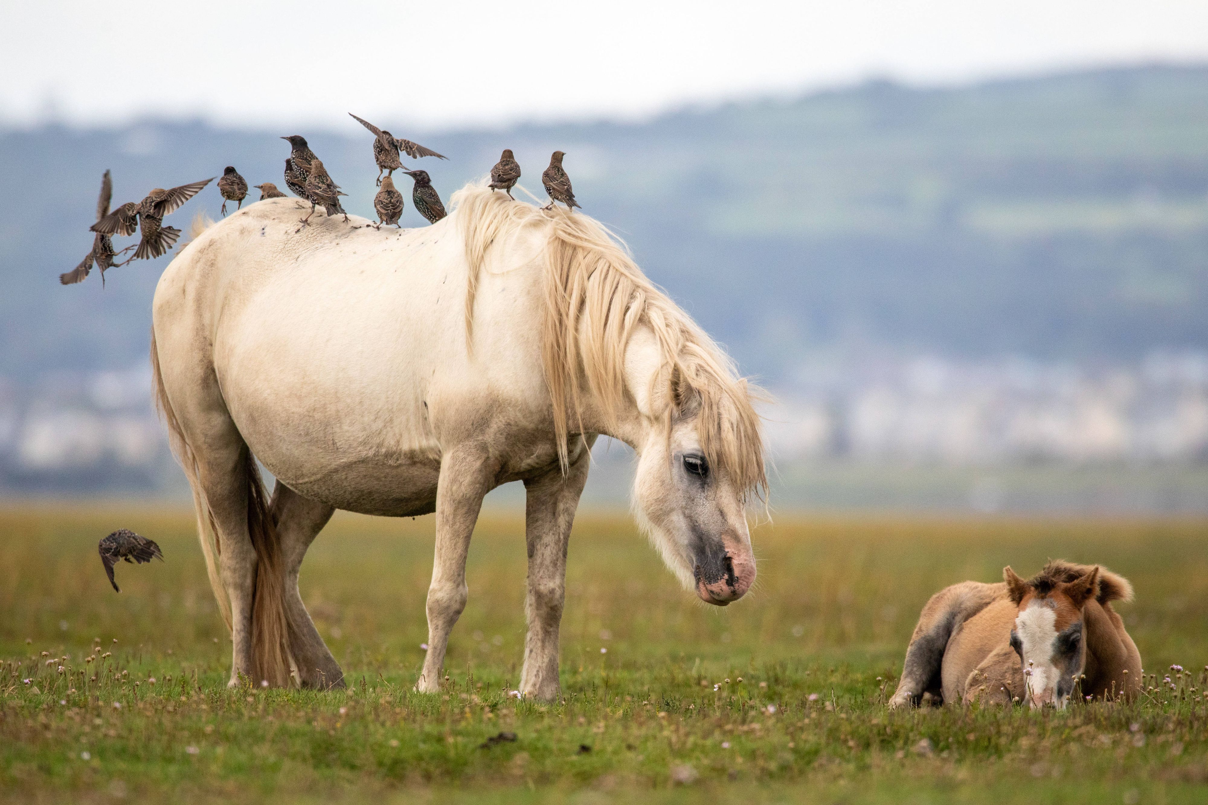 Ein Pony grast mit seinem Neugeborenen auf einer Wiese in Wales.