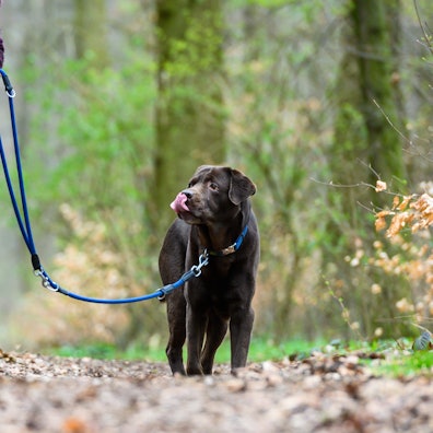 Ein Hund geht an der Leine durch den Wald.