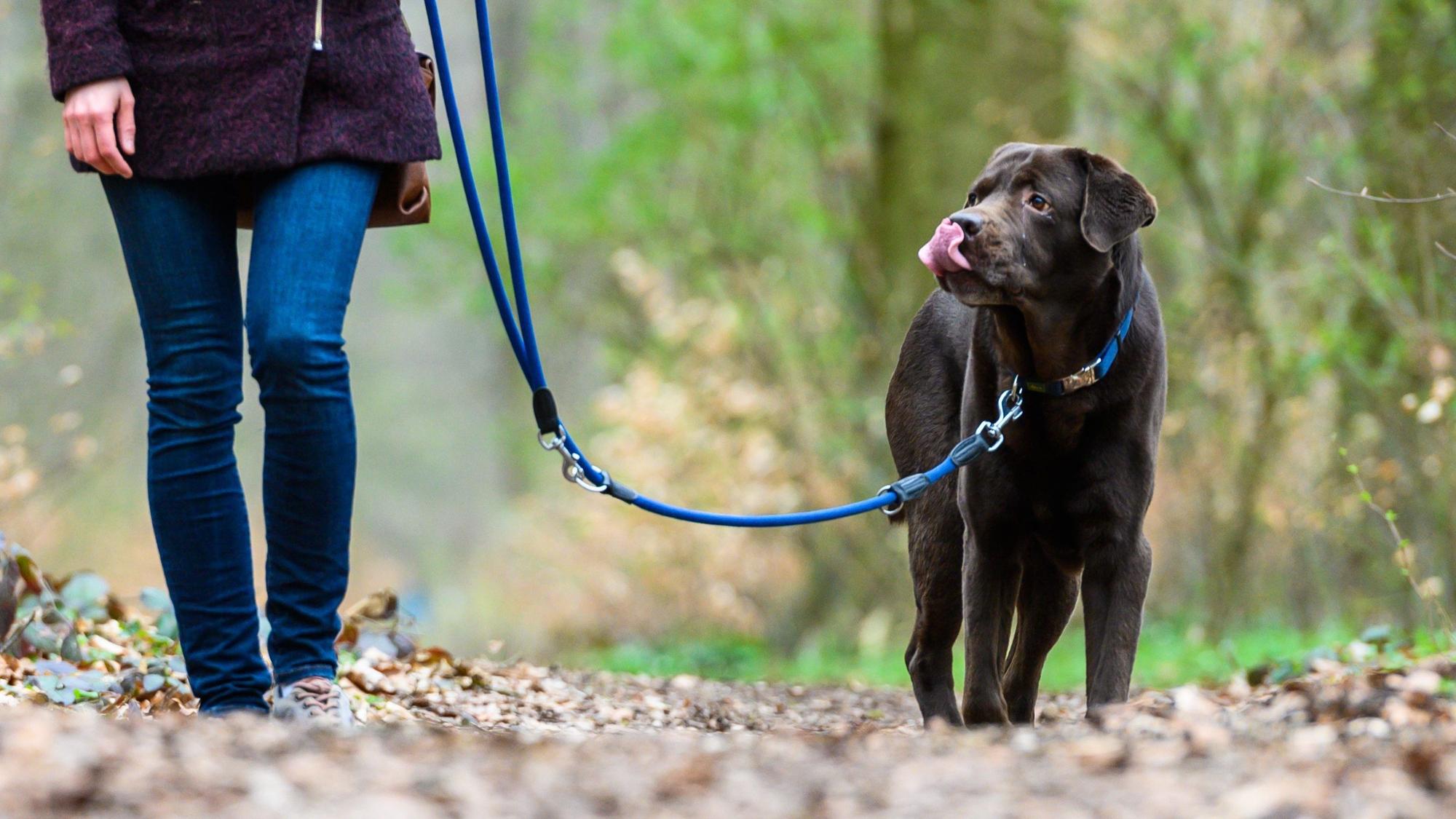 Ein Hund geht an der Leine durch den Wald.