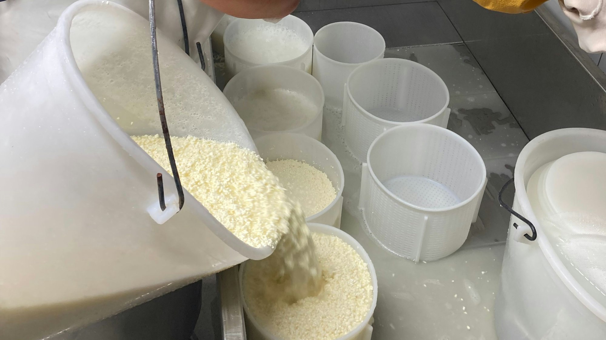Eine Käsemasse wird aus einem großen Behälter in mehrere kleine umgefüllt.