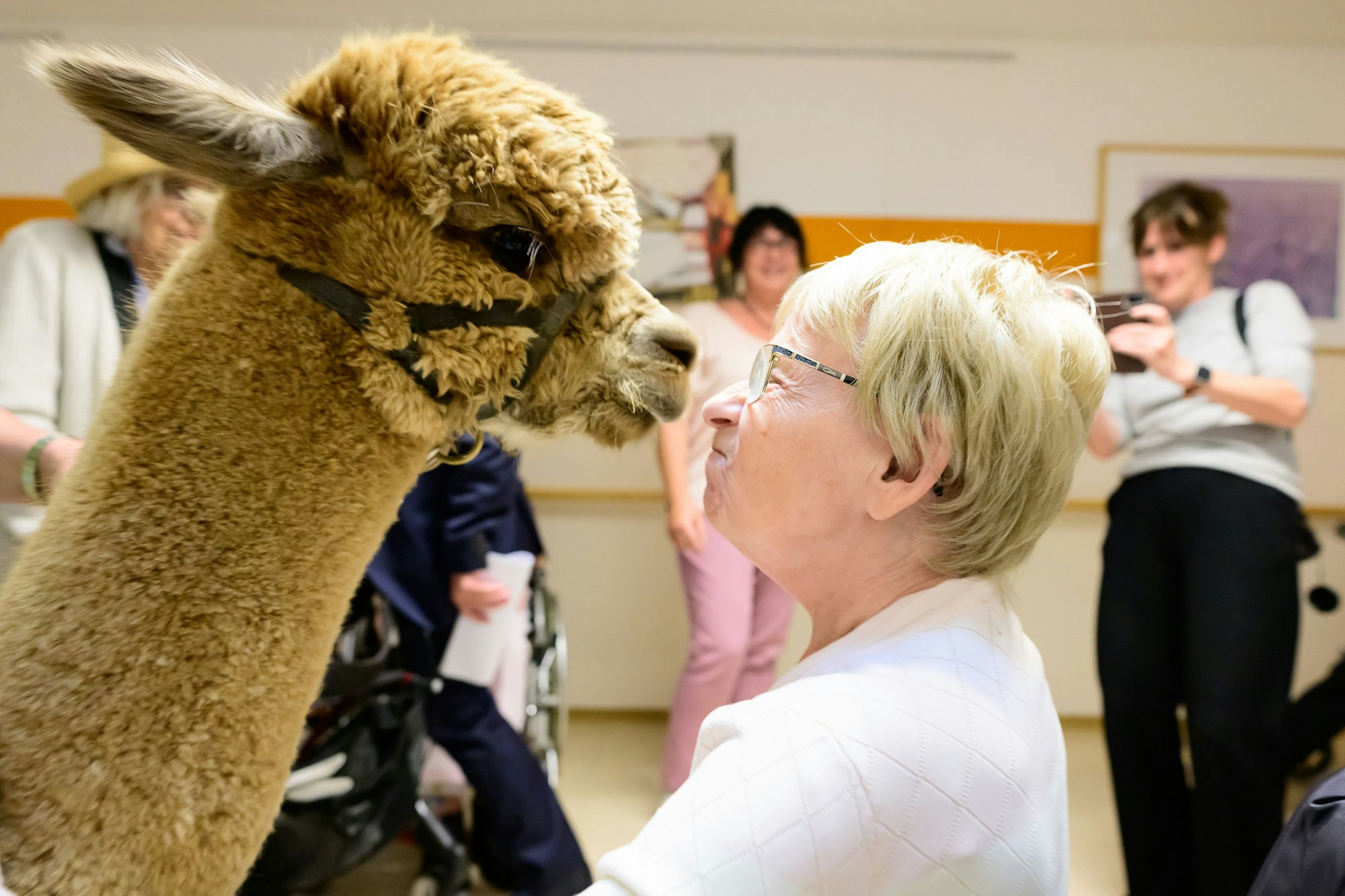 Auf Tuchfühlung mit den Heimbewohnern: Alpaka Lamborghini