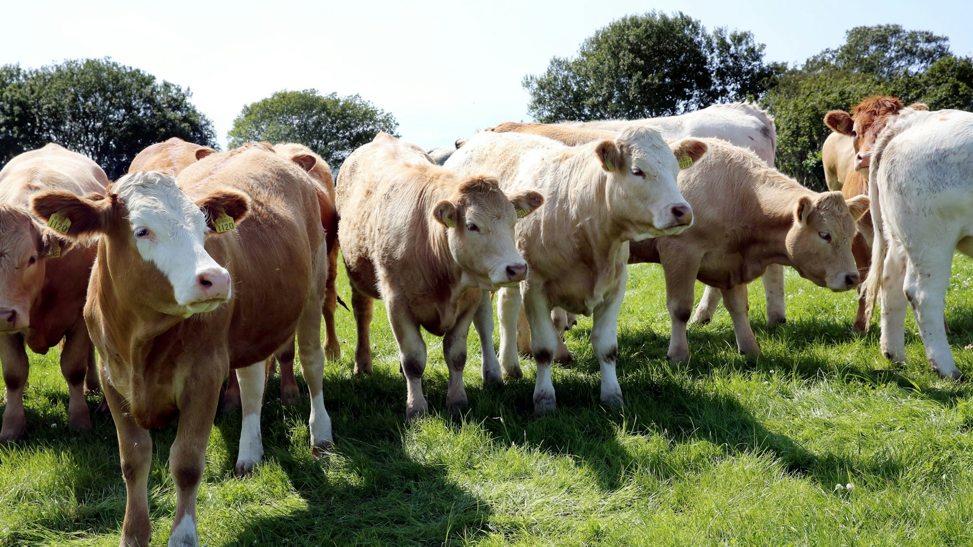 Die irischen Rinderrassen Limousin und Charolais stehen in Ballyvaughan in der Grafschaft Clare (Country Clare) in Irland auf einer Weide eines Agrarbetriebs.