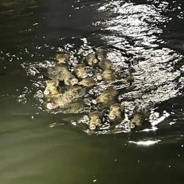 18.9.2023: Polizei und Feuerwehr retten Wildschweine aus einem Graben