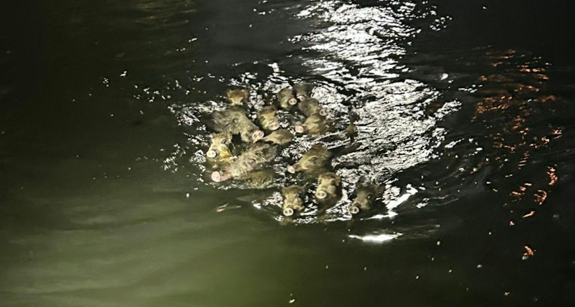18.9.2023: Polizei und Feuerwehr retten Wildschweine aus einem Graben