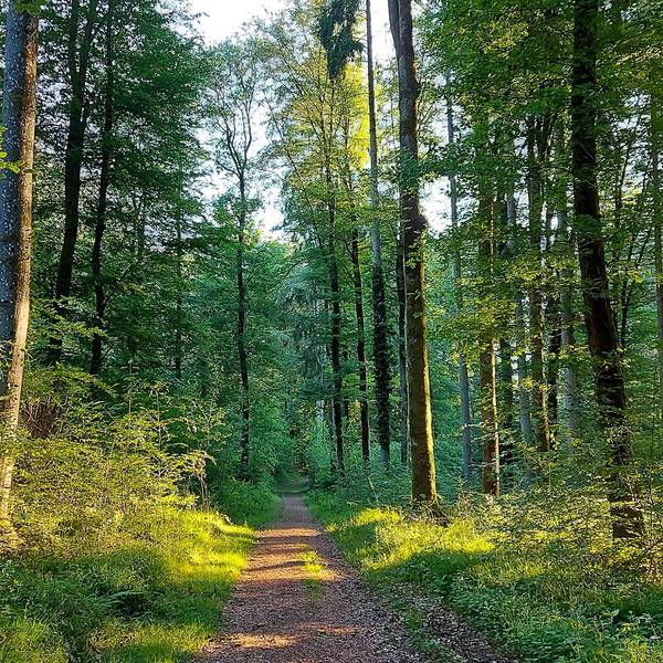 Das Bild zeigt einen Weg durch einen grünen Laubwald an einem sonnigen Tag.