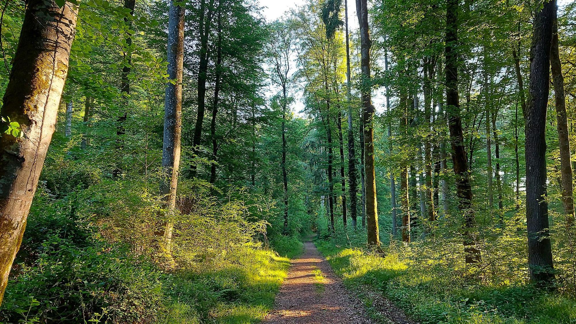 Das Bild zeigt einen Weg durch einen grünen Laubwald an einem sonnigen Tag.