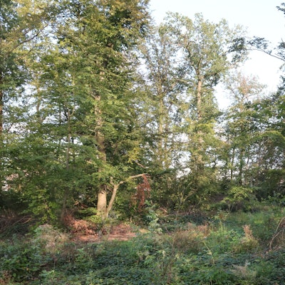 Wäldchen auf dem Isengartener Berg