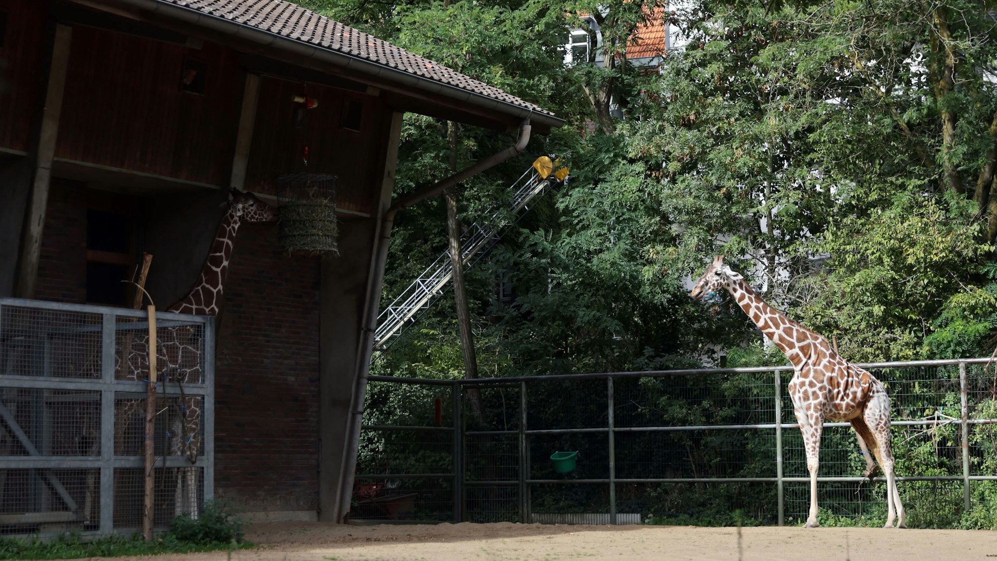 Zwei Giraffen stehen in ihrem Außengehege im Kölner Zoo.