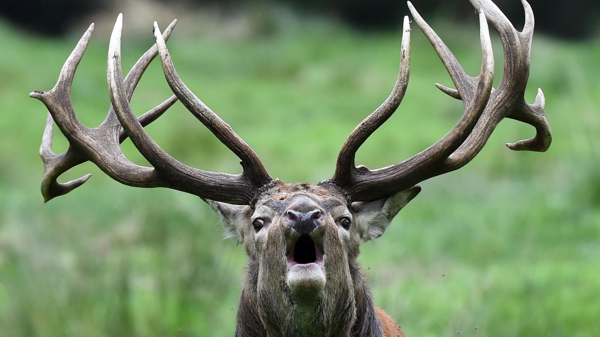 Ein Rothirsch steht im Wildpark in seinem Gehege.