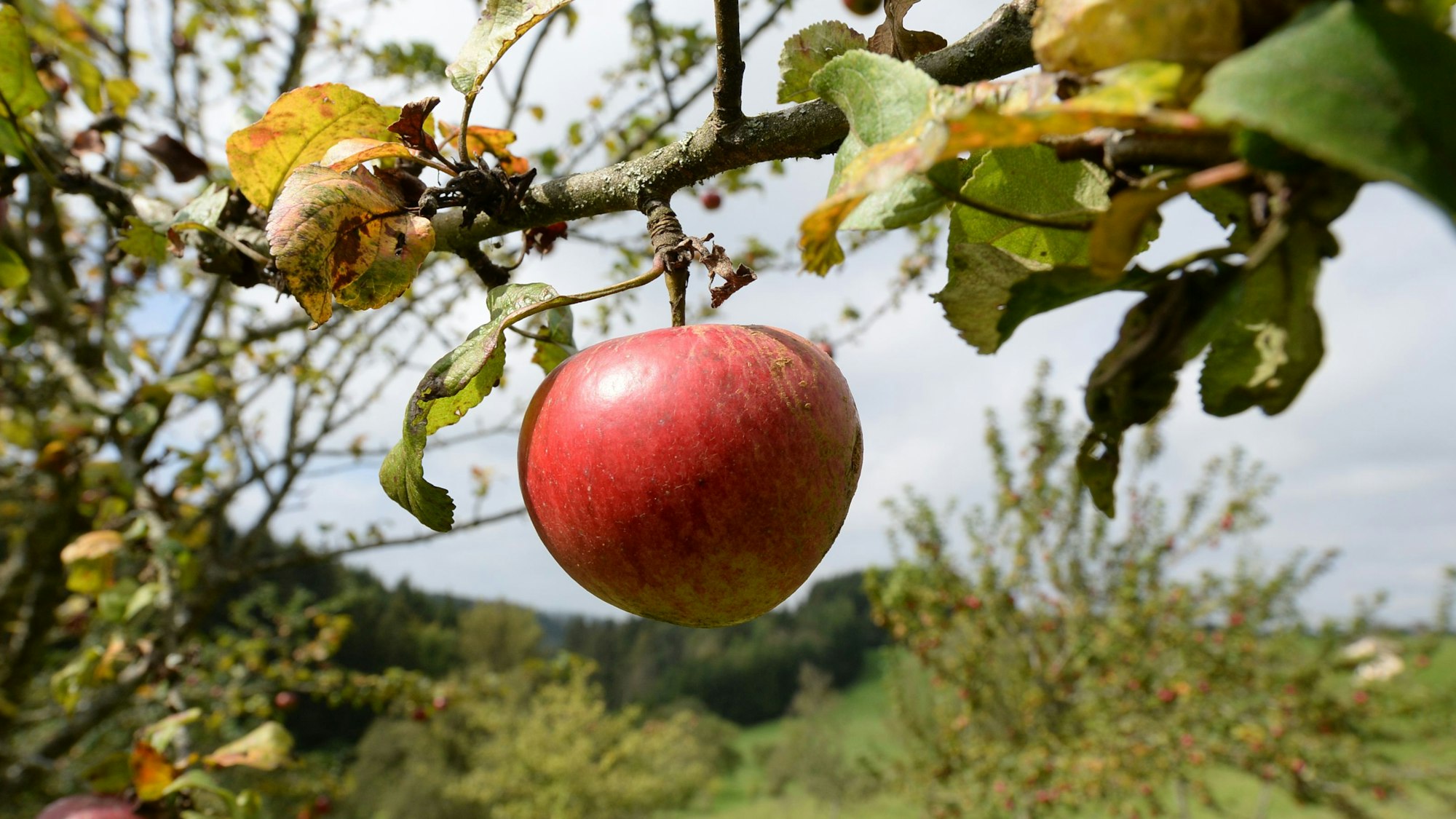 Äpfel sind auf einer Wiese mit Streuobstbäumen zu sehen.