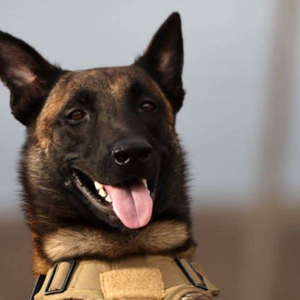 HANDOUT - 21.09.2023, Libyen, ---: Die am 21.09.2023 von seinem Besitzer Mahmud Al-Matari herausgegebene Aufnahme zeigt Ivar, einen Rettungshund der Rasse Malinois (belgischer Schäferhund). Ivar ist der jüngste Held in den Überschwemmungsgebieten in Libyen. «Er hat bei der Suche nach Vermissten geholfen und dabei unter anderem eine Familie in den Trümmern aufgespürt», sagte Mahmud Al-Matari, der Halter des Hundes, der Deutschen Presse-Agentur am Donnerstag. Eigentlich sei er kein ausgebildeter Suchhund, sondern spezialisiert auf das Aufspüren von Drogen. Dennoch habe er insbesondere in den Tagen bevor die Spezialteams eintrafen, bei der Suche nach Vermissten gute Arbeit geleistet. Das habe ihn sehr berühmt gemacht, so Al-Matari. Er selbst ist Polizist. (Recrop - bestmögliche Qualität) Foto: Mahmud Al-Matari/dpa - ACHTUNG: Nur zur redaktionellen Verwendung und nur mit vollständiger Nennung des vorstehenden Credits +++ dpa-Bildfunk +++