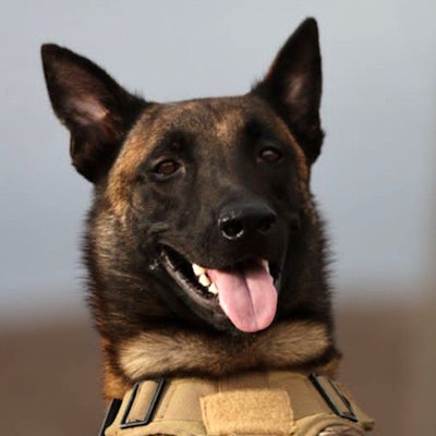 HANDOUT - 21.09.2023, Libyen, ---: Die am 21.09.2023 von seinem Besitzer Mahmud Al-Matari herausgegebene Aufnahme zeigt Ivar, einen Rettungshund der Rasse Malinois (belgischer Schäferhund). Ivar ist der jüngste Held in den Überschwemmungsgebieten in Libyen. «Er hat bei der Suche nach Vermissten geholfen und dabei unter anderem eine Familie in den Trümmern aufgespürt», sagte Mahmud Al-Matari, der Halter des Hundes, der Deutschen Presse-Agentur am Donnerstag. Eigentlich sei er kein ausgebildeter Suchhund, sondern spezialisiert auf das Aufspüren von Drogen. Dennoch habe er insbesondere in den Tagen bevor die Spezialteams eintrafen, bei der Suche nach Vermissten gute Arbeit geleistet. Das habe ihn sehr berühmt gemacht, so Al-Matari. Er selbst ist Polizist. (Recrop - bestmögliche Qualität) Foto: Mahmud Al-Matari/dpa - ACHTUNG: Nur zur redaktionellen Verwendung und nur mit vollständiger Nennung des vorstehenden Credits +++ dpa-Bildfunk +++