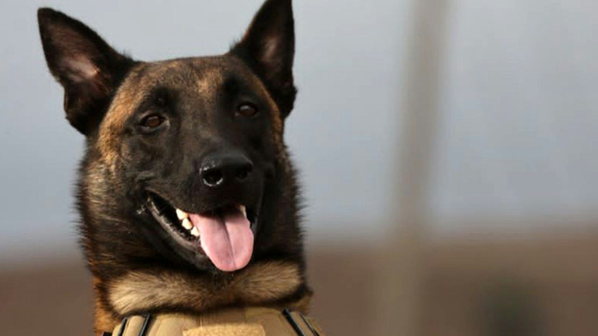 HANDOUT - 21.09.2023, Libyen, ---: Die am 21.09.2023 von seinem Besitzer Mahmud Al-Matari herausgegebene Aufnahme zeigt Ivar, einen Rettungshund der Rasse Malinois (belgischer Schäferhund). Ivar ist der jüngste Held in den Überschwemmungsgebieten in Libyen. «Er hat bei der Suche nach Vermissten geholfen und dabei unter anderem eine Familie in den Trümmern aufgespürt», sagte Mahmud Al-Matari, der Halter des Hundes, der Deutschen Presse-Agentur am Donnerstag. Eigentlich sei er kein ausgebildeter Suchhund, sondern spezialisiert auf das Aufspüren von Drogen. Dennoch habe er insbesondere in den Tagen bevor die Spezialteams eintrafen, bei der Suche nach Vermissten gute Arbeit geleistet. Das habe ihn sehr berühmt gemacht, so Al-Matari. Er selbst ist Polizist. (Recrop - bestmögliche Qualität) Foto: Mahmud Al-Matari/dpa - ACHTUNG: Nur zur redaktionellen Verwendung und nur mit vollständiger Nennung des vorstehenden Credits +++ dpa-Bildfunk +++