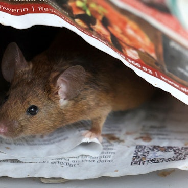 Eine Maus ist auf einem Tisch unterwegs.