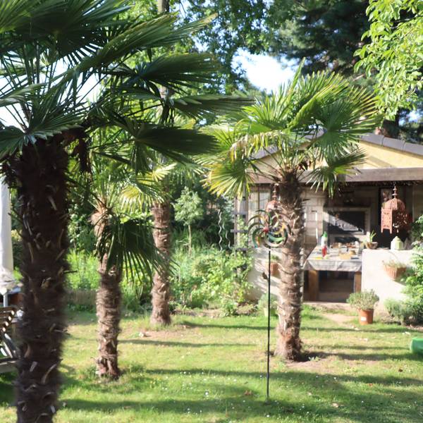 Das Bild zeigen einen Garten voller Hanfpalmen.