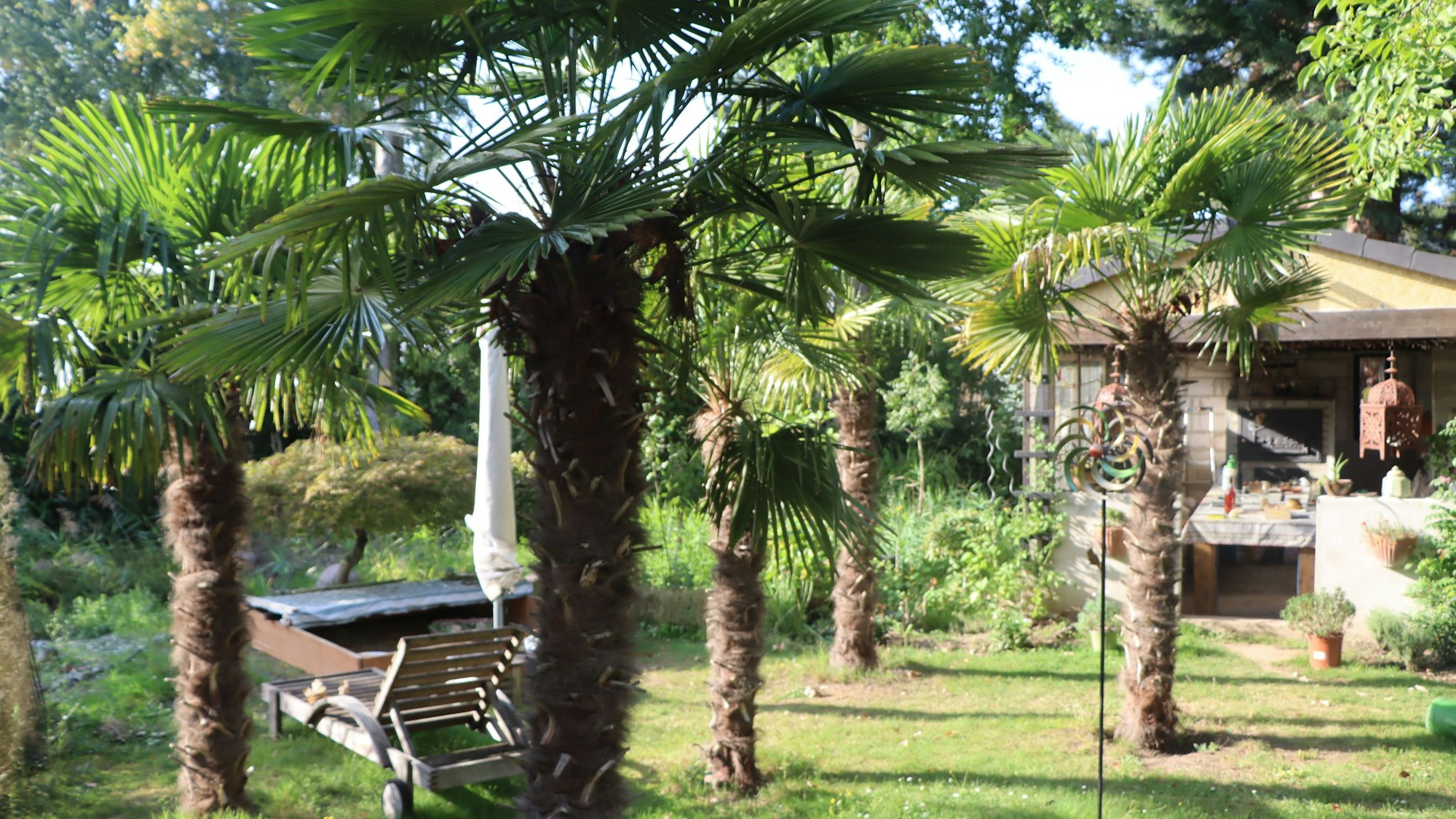 Das Bild zeigen einen Garten voller Hanfpalmen.